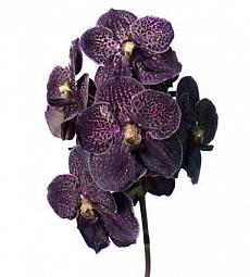 Орхидея Ванда (Голландия) - соберите букет