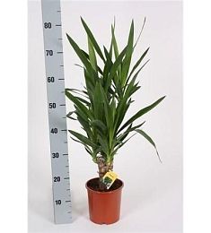 Юкка 2 ствола