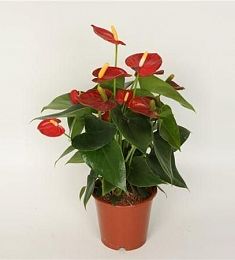 Антуриум - Мужское счастье