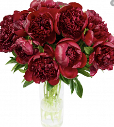 Бордовый голландский пион - Red Sharm