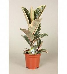 Фикус El Tineke