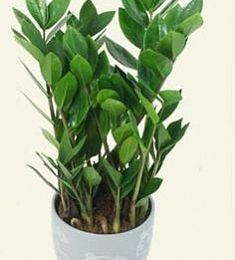 Замиакулькас